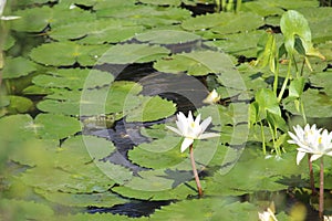 Snapped this picture in a pond with all the surface leaves surrounding lotuses which is considered a holy flower in indian culture