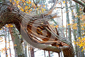 Snapped Tree Branch in Woods photo