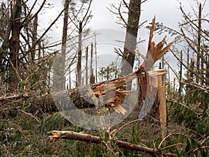 Snapped tree damage after storm Cyclone Gabrielle New Zealand