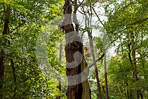 Snapped tree trunk in Dutch spring forest