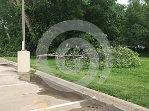 Snapped Trunk, Broken Tree after Damaging Storm In Manhattan, Kansas