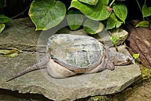 Snapped Turtle photo