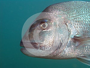 Snapper face