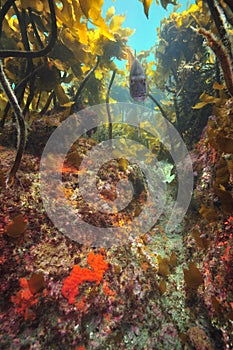 Snapper fish under kelp forest canopy