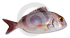 Snapper fish catch fresh red color