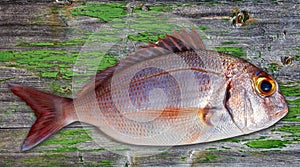 Snapper fish catch fresh red color
