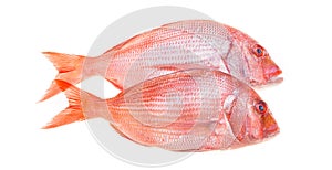 Snapper Fish Isolated