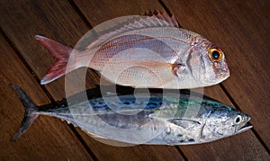 Snapper fish and little tunny tuna fish