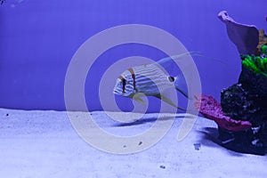 Snapper fish swimming. Symphorichthys spilurus