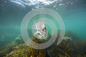 Snapper fish underwater swimming over kelp forest at Goat Island, New Zealand