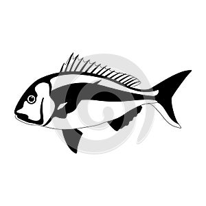 Snapper fish, vector illustration, lining draw side
