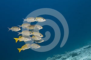 Snapper Ocyurus chrysurus