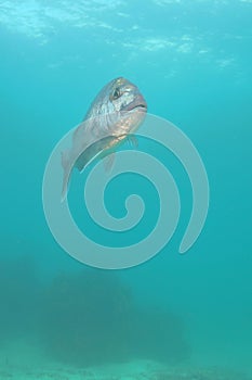 Snapper in open water