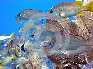 Snapper shoal