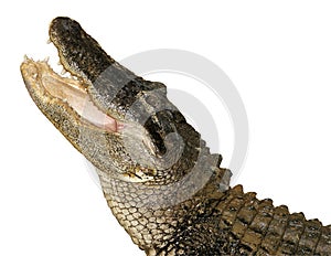 Snapping Alligator, Isolated