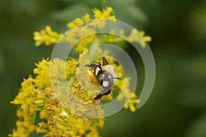 Bumble Bee Stares Down Photographer photo