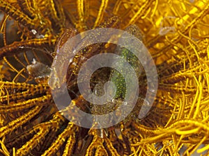 Snapping Crinoid Shrimp