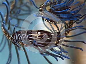 Snapping Crinoid Shrimp