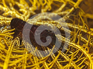 Snapping Crinoid Shrimp