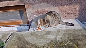 a snapping semi-wild cat hungrily devours food on a plate.