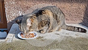 a snapping semi-wild cat hungrily devours food on a plate.