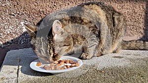 a snapping semi-wild cat hungrily devours food on a plate.