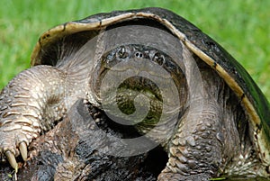 Snapping turtle photo