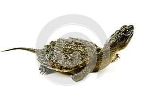 Snapping turtle photo
