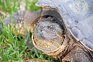 Snapping turtle