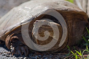 Snapping Turtle