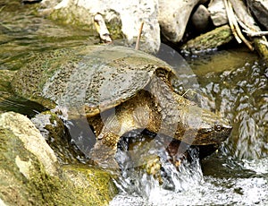 Snapping Turtle photo