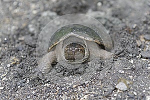 Snapping turtle