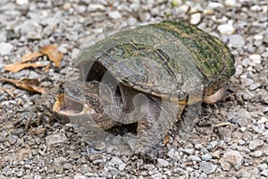 Snapping Turtle