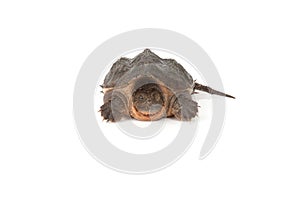 Snapping Turtle