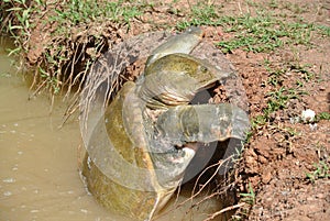 Snapping turtle