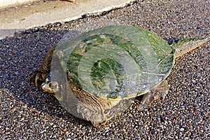 Snapping Turtle  800132