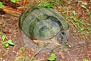 Snapping Turtle in Alabama