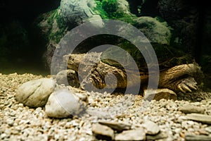 snapping turtle in the aquarium