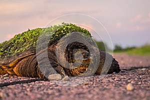A snapping turtle with aquatic plants growing on its shell rests along a road.