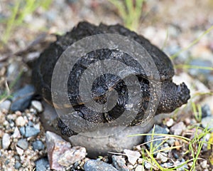 Snapping turtle Stock Photos.  Snapping Turtle baby close-up profile view with a bokeh background photo