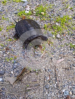 Snapping Turtle Bebe photo