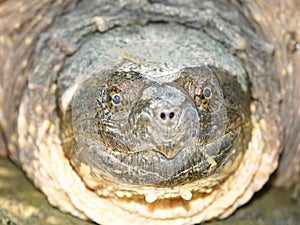 Snapping Turtle (Chelydra serpentina)