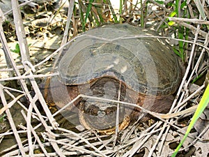 Snapping Turtle (Chelydra serpentina)