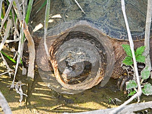 Snapping Turtle (Chelydra serpentina)