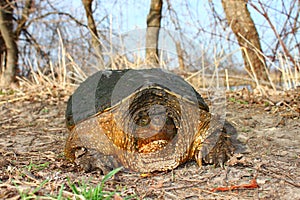 Snapping Turtle (Chelydra serpentina)