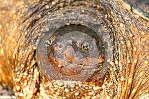 Snapping Turtle (Chelydra serpentina)