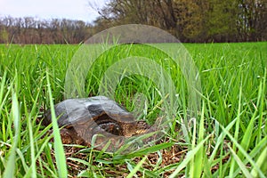 Snapping Turtle (Chelydra serpentina)