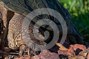 Snapping turtle, Chelydra serpentina, leg on rocks