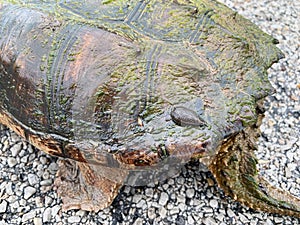 Snapping turtle, Chelydra serpentina parasite on shell