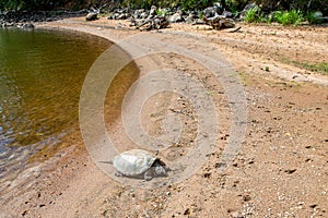 Snapping Turtle (Chelydridae) bathing in the sun on a Wisconsin beach